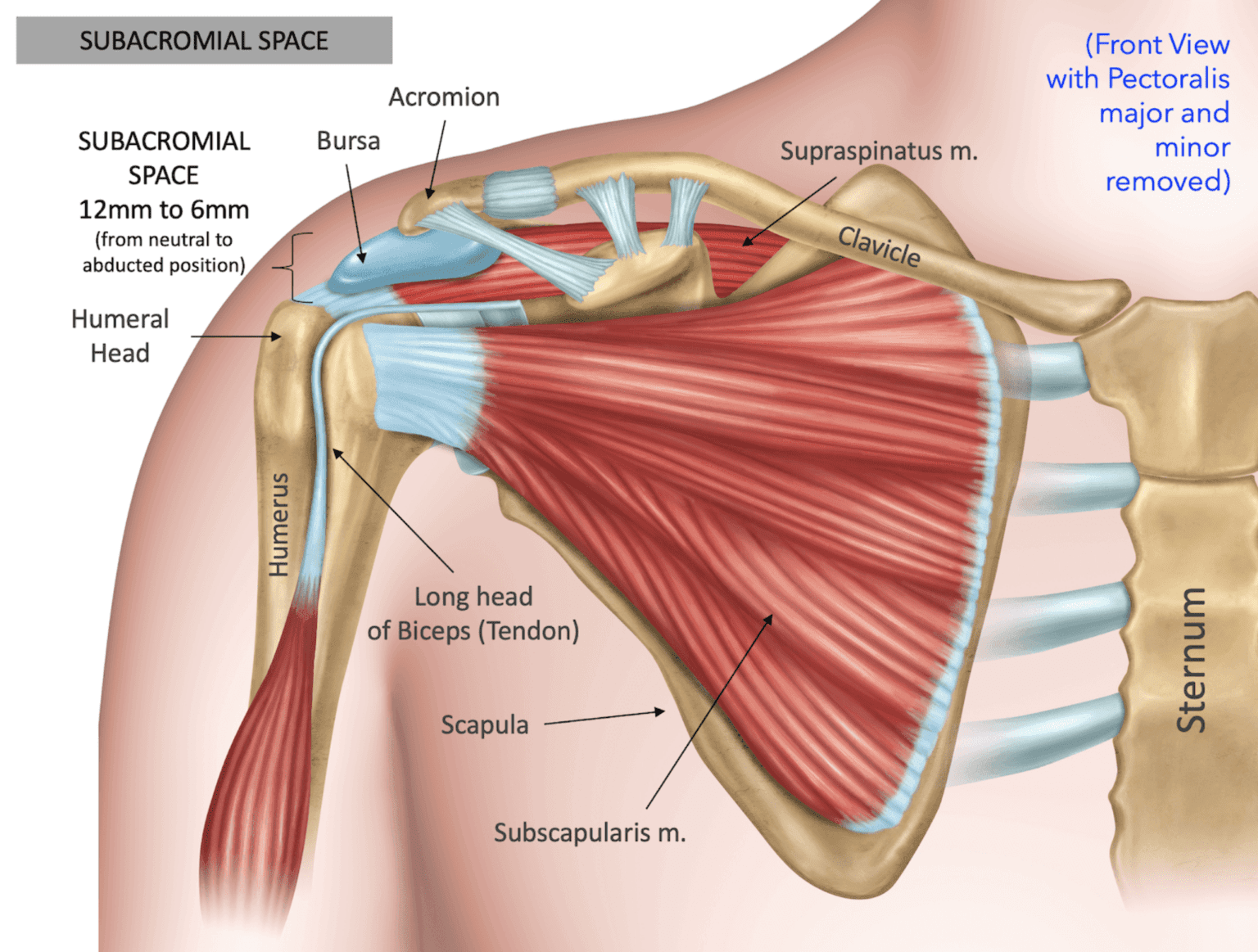 Scapula position