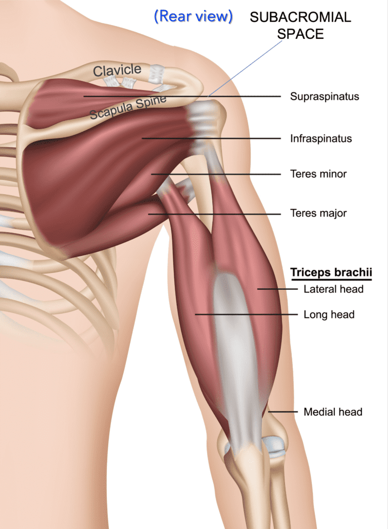 Scapula function